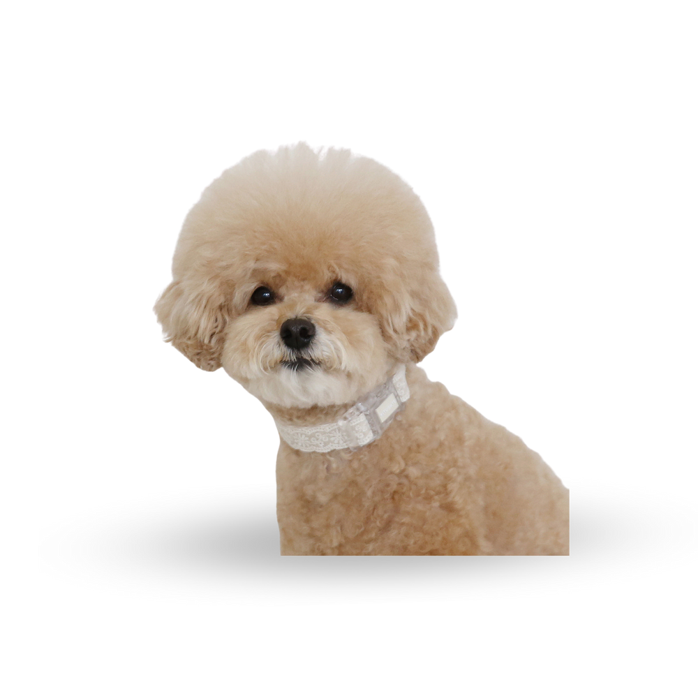 RITOGATO Organic Neck Leash | 寵物花紋頸圈 RITOGATO