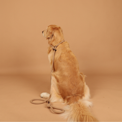 HOZI Slip Leash for dogs - Black / Beige / Orange / Mustard / Navy / Burgundy / Pink