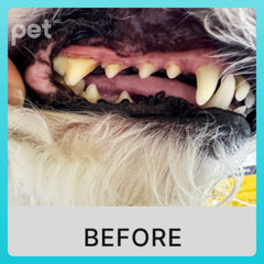 Doocamedi Cellcare Dental 寵物幹細胞牙膏 DOOCAMEDI