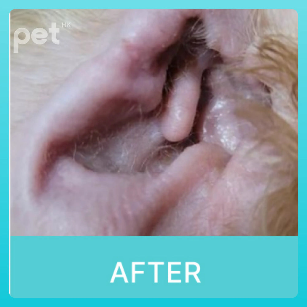 Doocamedi Cellcare Earcle: Premium Stem Cell Anti-Inflammatory Ear Cleaner for Pets DOOCAMEDI