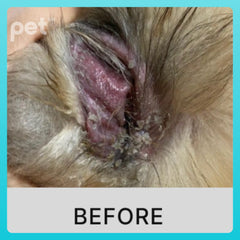 Doocamedi Cellcare Earcle: Premium Stem Cell Anti-Inflammatory Ear Cleaner for Pets DOOCAMEDI