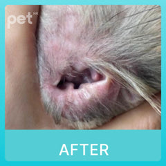 Doocamedi Cellcare Earcle: Premium Stem Cell Anti-Inflammatory Ear Cleaner for Pets DOOCAMEDI