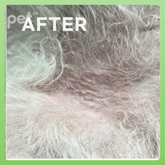 Close-up of pet fur after using Doocamedi Cellcare Mist showing improved coat condition and hydration