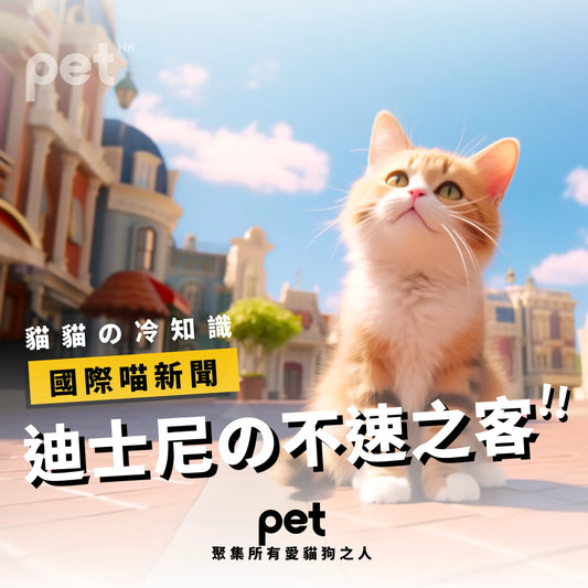國際喵新聞 - 迪士尼の不速之客 - PET