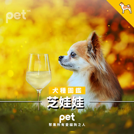 芝娃娃 - PET