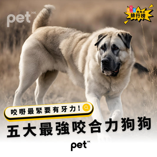 五大最強咬合力狗狗 - PET