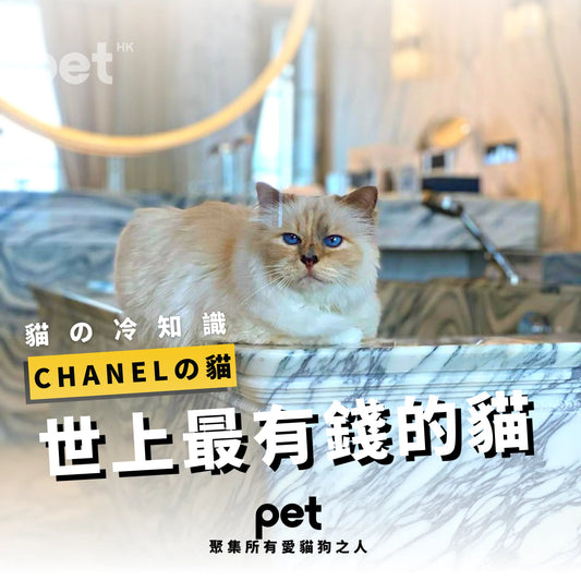 世上最有錢的貓 - PET