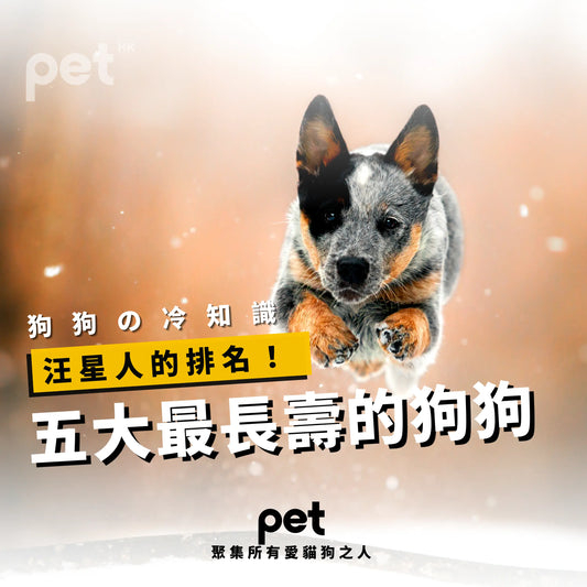 五大最長壽的狗狗 - PET