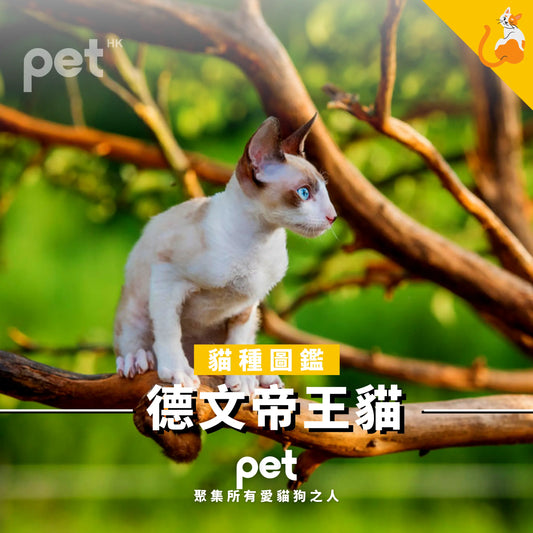 德文帝王貓 - PET