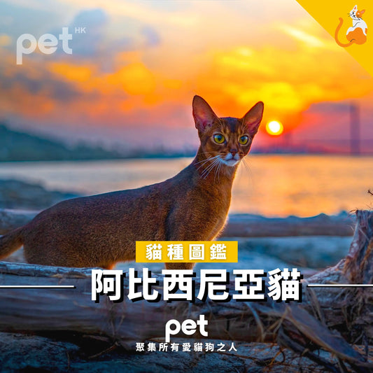 阿比西尼亞貓 - PET