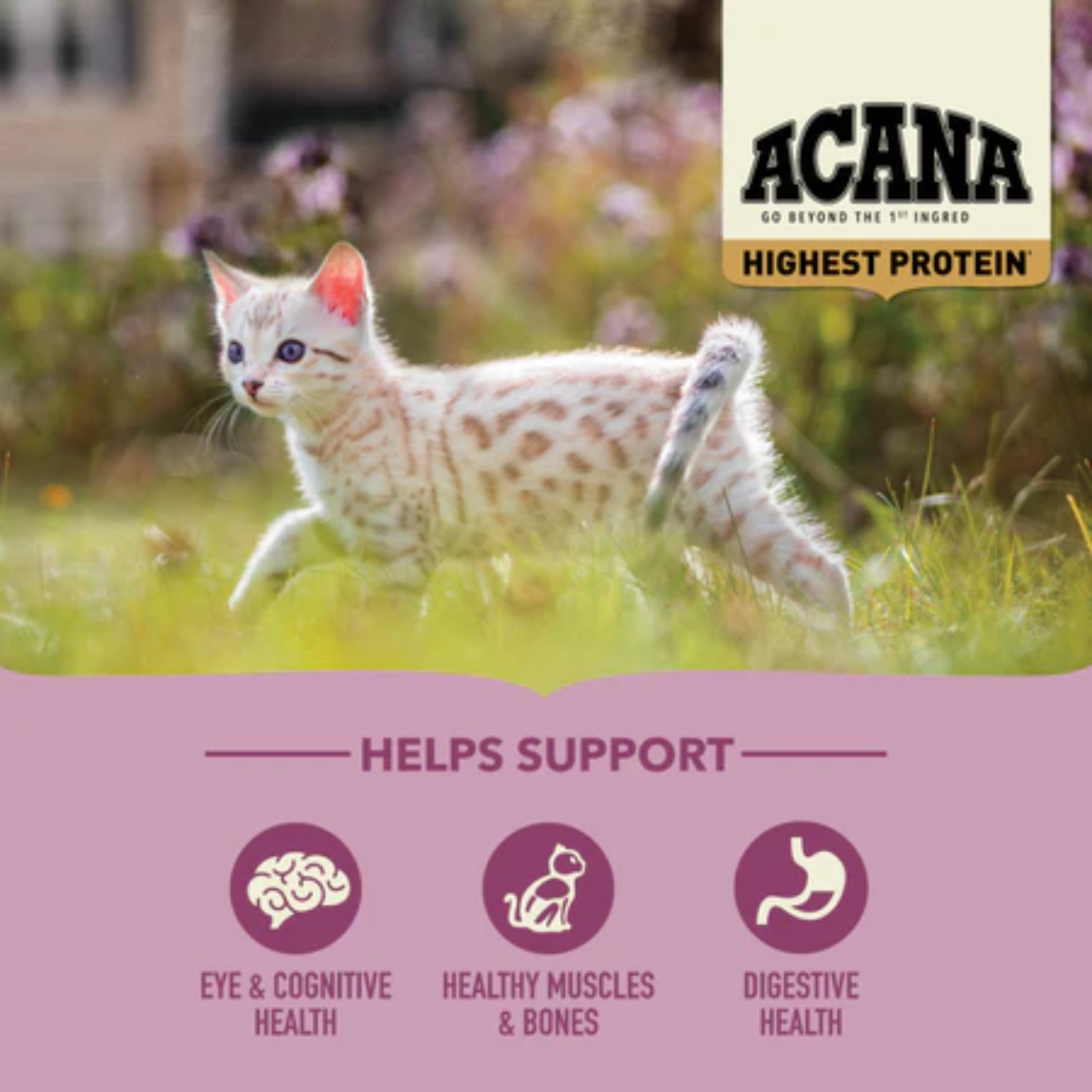 Acana Highest Protein Cat Food For Kitten