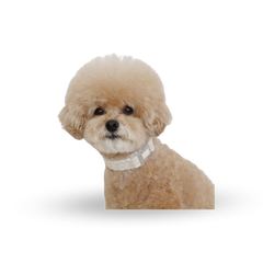 RITOGATO Organic Neck Leash  | 寵物花紋頸圈