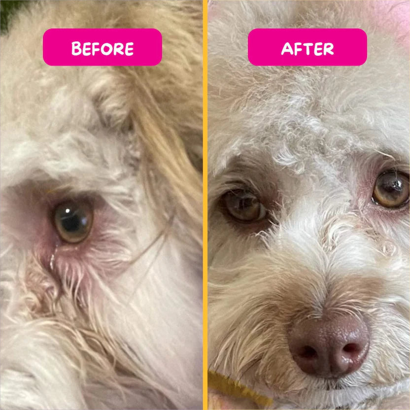PetEyez™ Eye Care Powder (Tear Stain Remover) - Beef Liver Flavor | 眼部護理粉 (去淚痕) - 牛肝味 PET