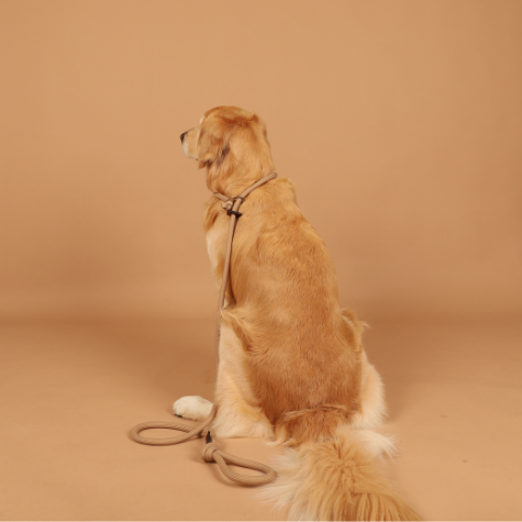 HOZI Slip Leash for dogs - Black / Beige / Orange / Mustard / Navy / Burgundy / Pink