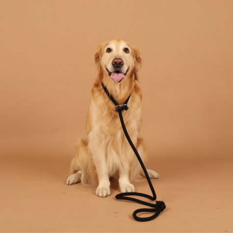 HOZI Slip Leash for dogs - Black / Beige / Orange / Mustard / Navy / Burgundy / Pink