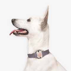 Biothane Collar 粉晶水晶項圈 - Lilac Haze(Rose Quartz)