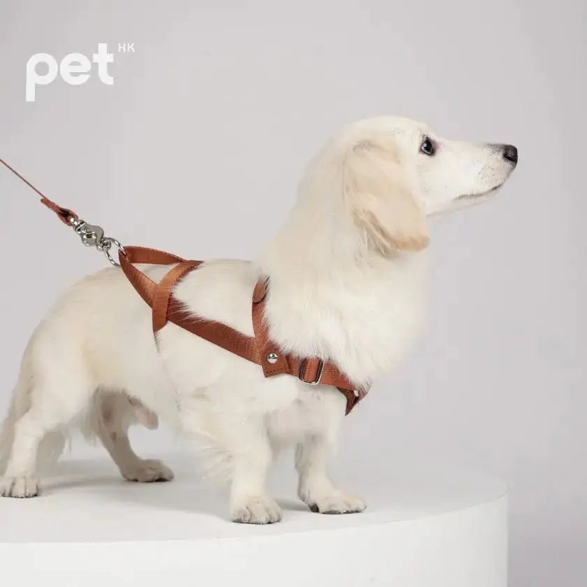 HOZI Bridle Harness - Black / Beige / Camel / Burgundy - PET