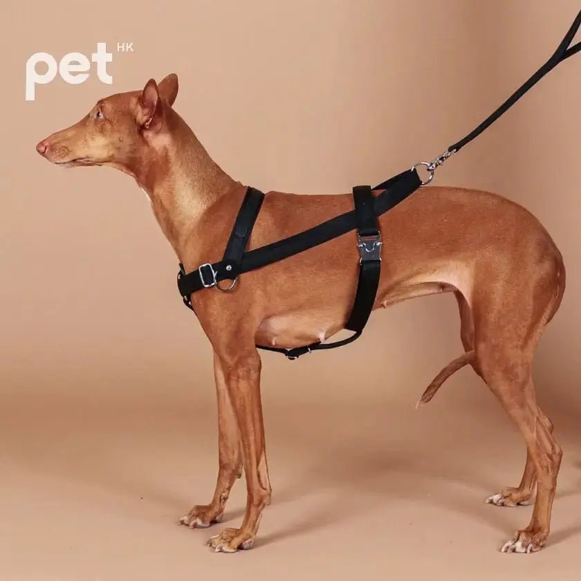 HOZI Bridle Harness - Black / Beige / Camel / Burgundy - PET