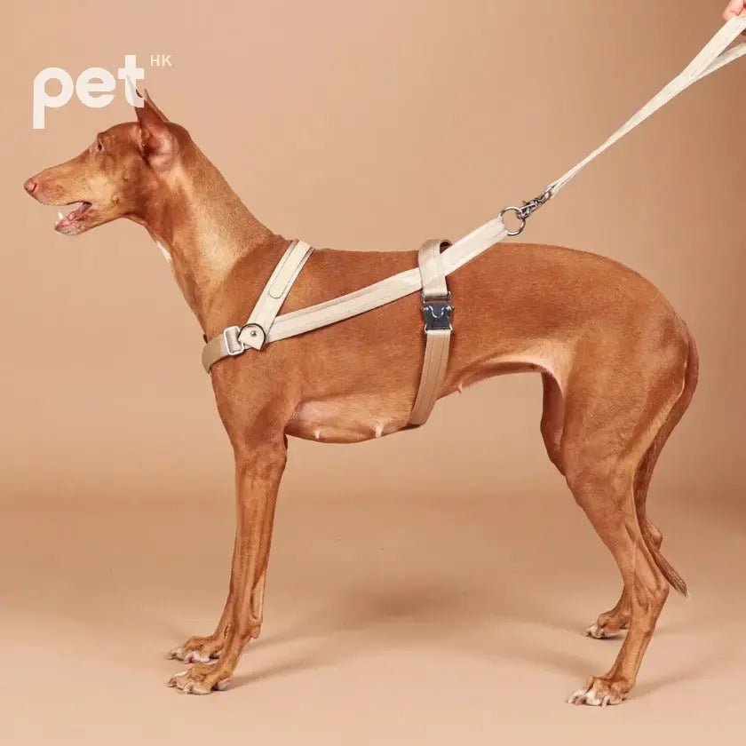 HOZI Bridle Harness - Black / Beige / Camel / Burgundy - PET