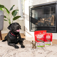 Stella & Chewy's Dental Delights - X-Small Treats x 44 (大 44支袋裝 超小型犬) Stella & Chewy's