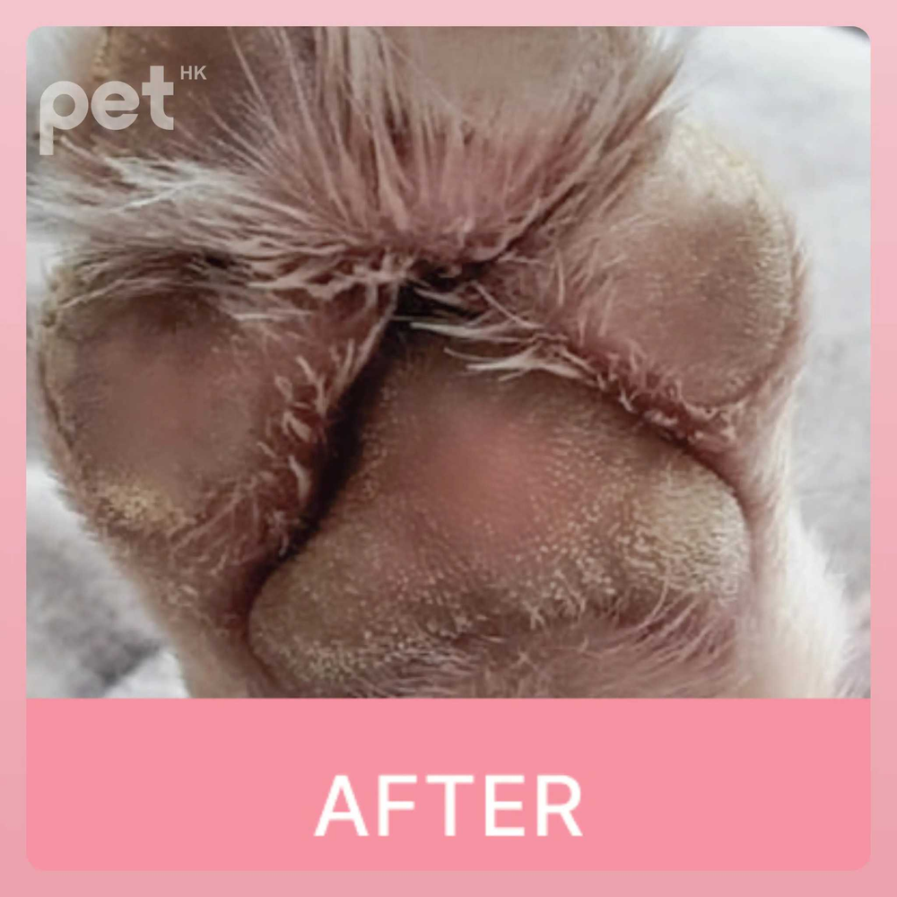 Doocamedi Cellcare Cream healed and moisturized pet paw pads after treatment