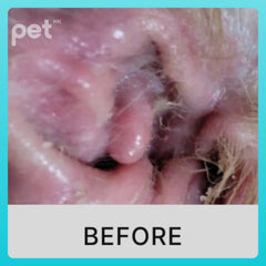 Doocamedi Cellcare Earcle: Premium Stem Cell Anti-Inflammatory Ear Cleaner for Pets DOOCAMEDI