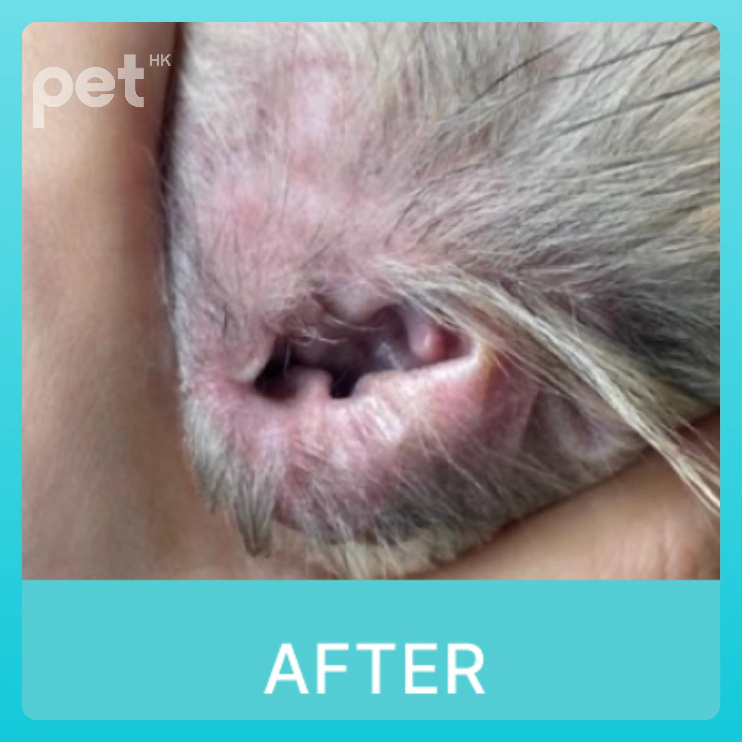 Doocamedi Cellcare Earcle: Premium Stem Cell Anti-Inflammatory Ear Cleaner for Pets DOOCAMEDI