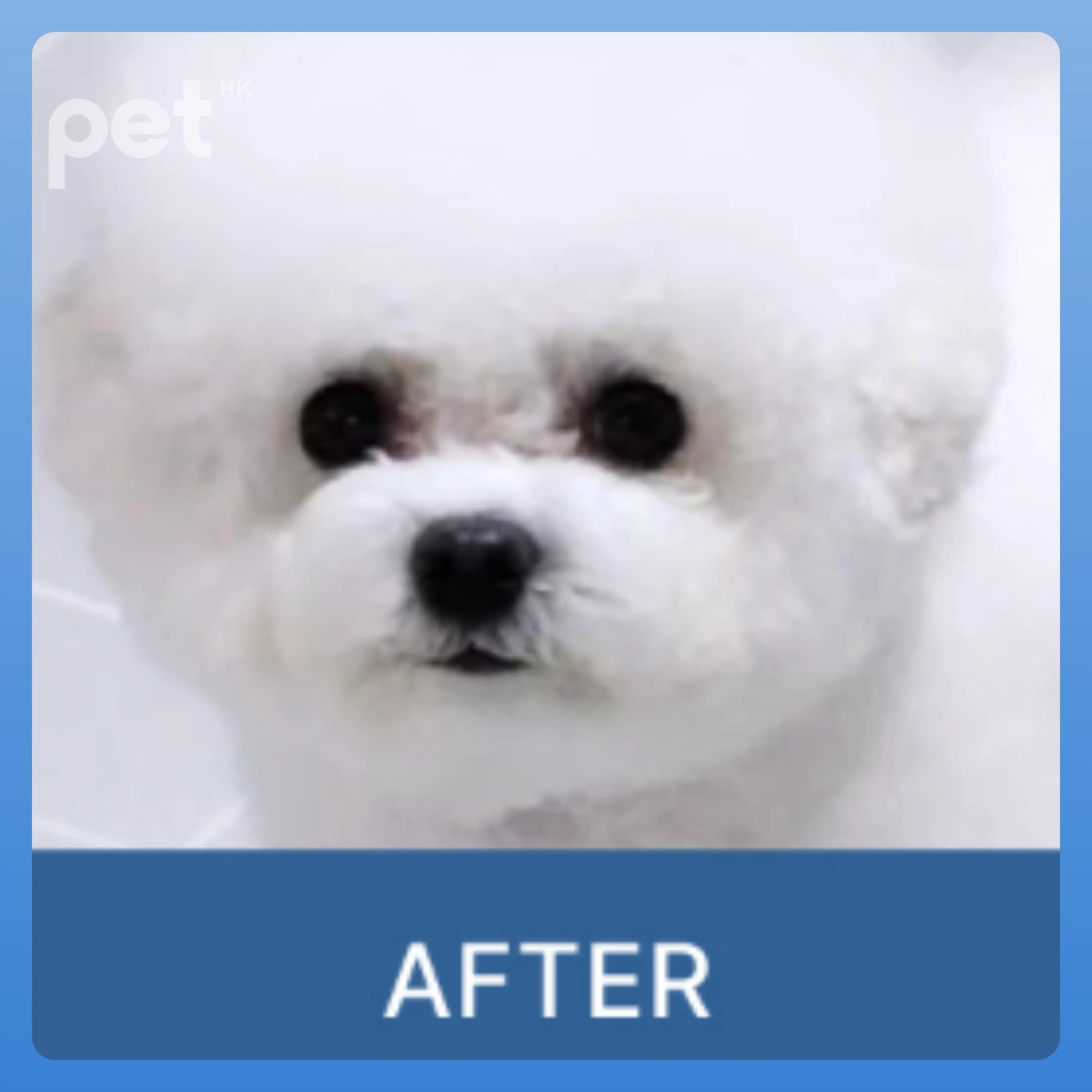 Doocamedi Cellcare Eyecle: Premium Stem Cell Eye Care Solution for Pets DOOCAMEDI