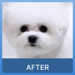 Doocamedi Cellcare Eyecle: Premium Stem Cell Eye Care Solution for Pets DOOCAMEDI