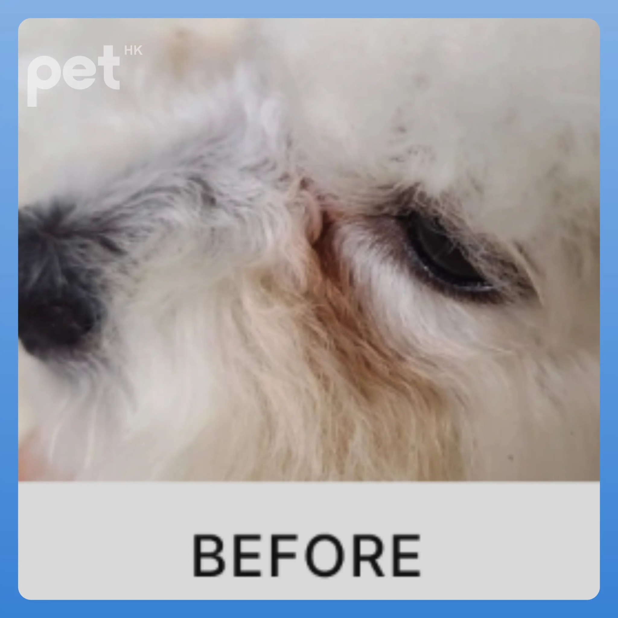 Vision Care Essentials Bundle for Pets - PET