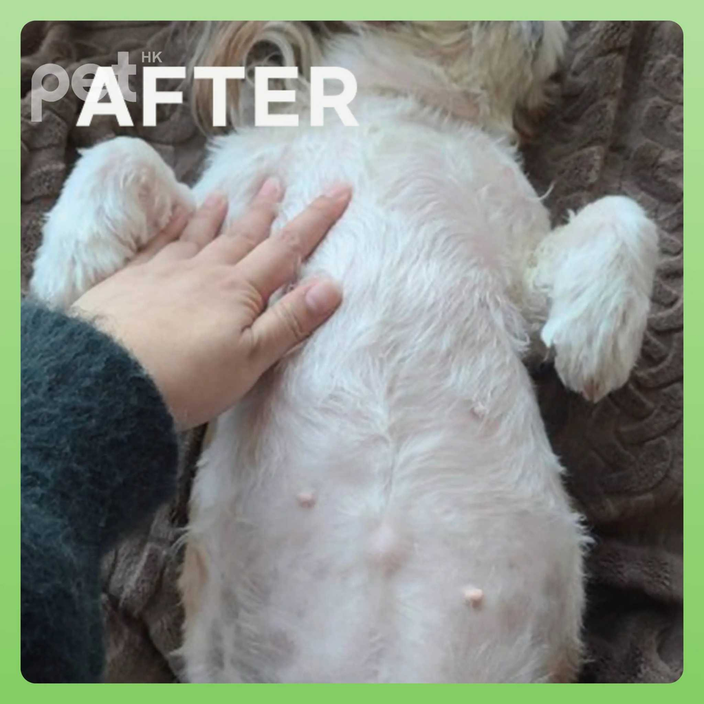 Doocamedi Cellcare Mist applied on dog coat showing improved hydration and coat restoration after use