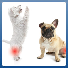 Doocamedi Chondroitin+ JOINT: Revitalize Your Pets with Optimal Joint Health DOOCAMEDI