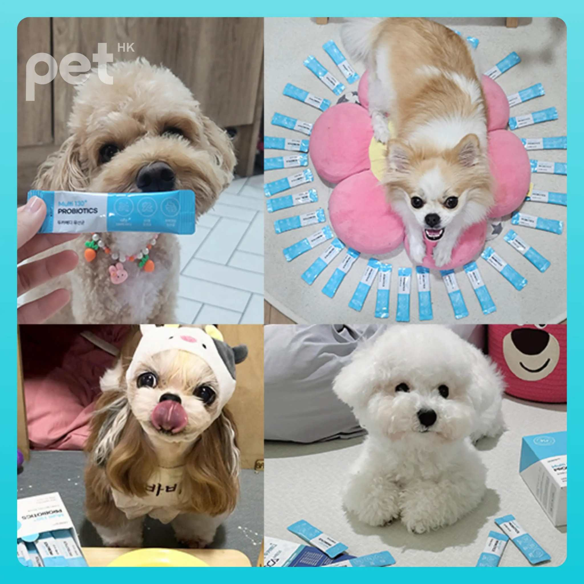 Doocamedi Multi 130+ PROBIOTICS for pets with dogs and cats showcasing probiotic sachets and happy pets for digestive health and immunity support