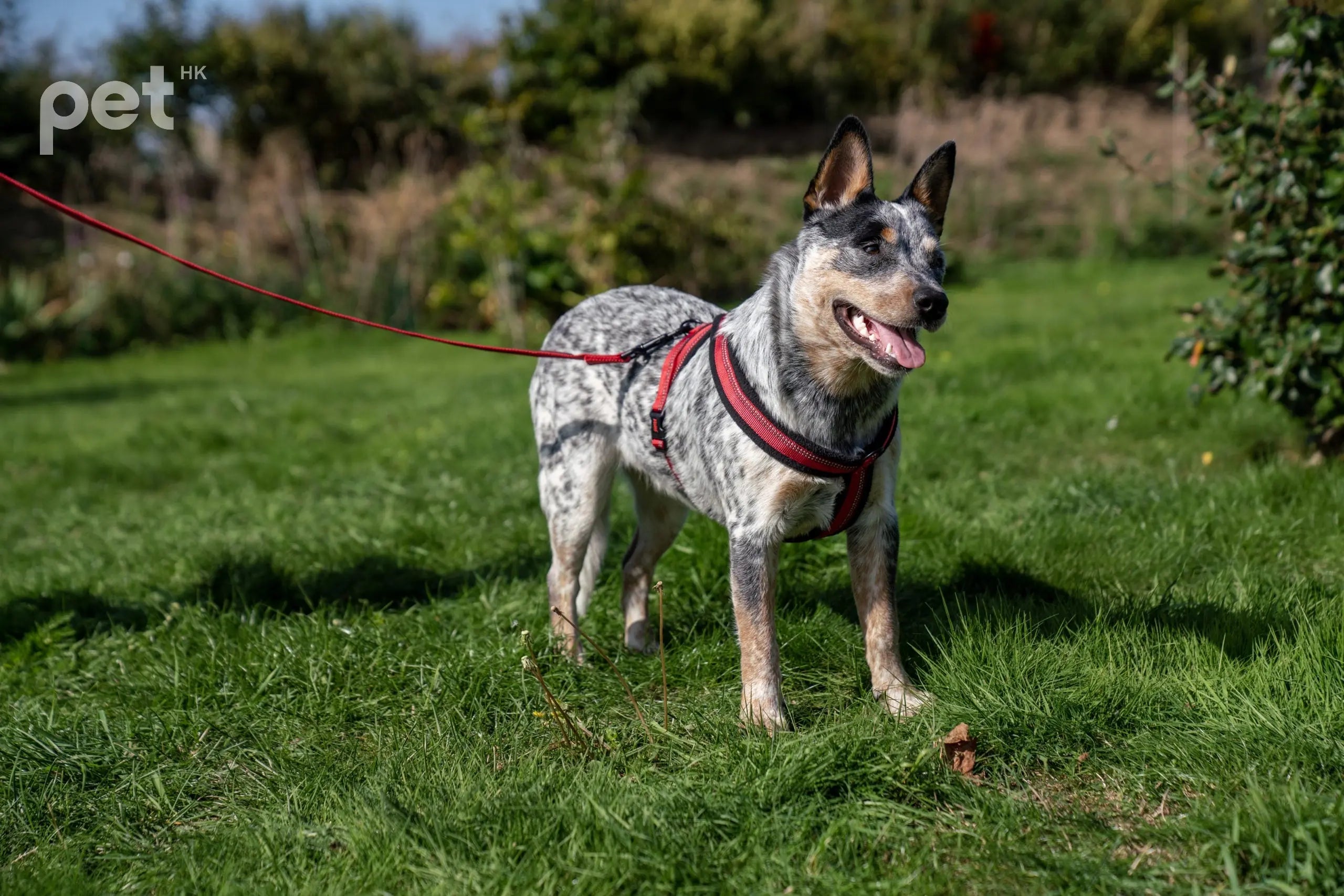 Halti Comfy Harness 側扣胸帶(袖珍型) PET