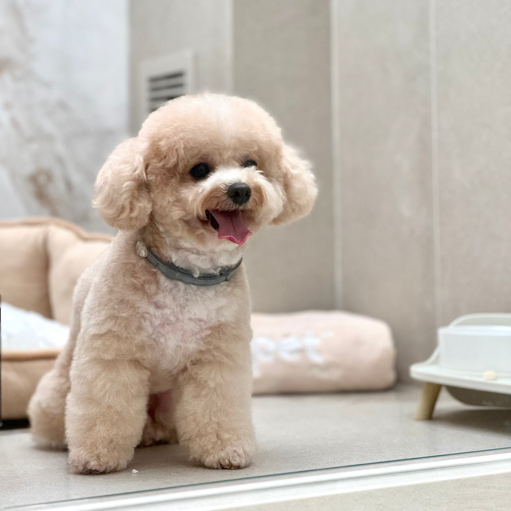 酒店服務 Hotel Services thepethk