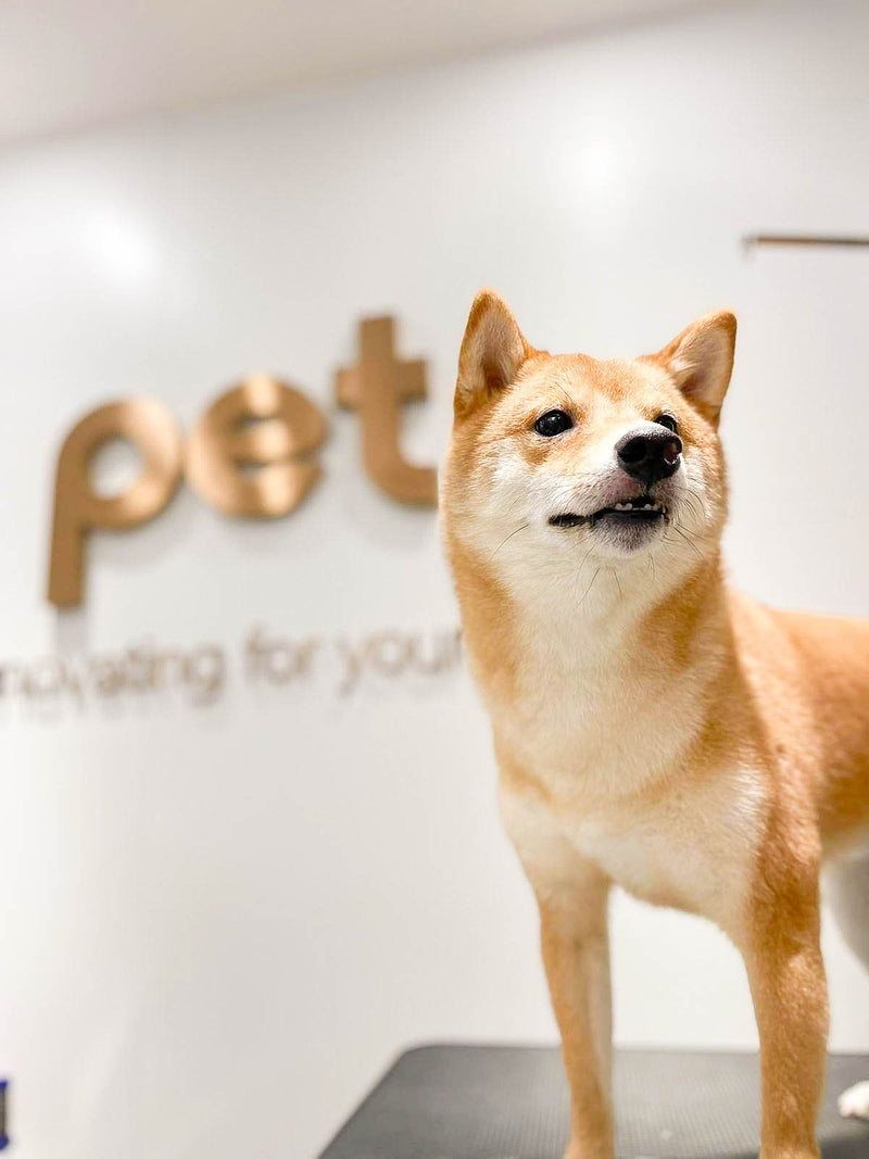 fallback text for an image