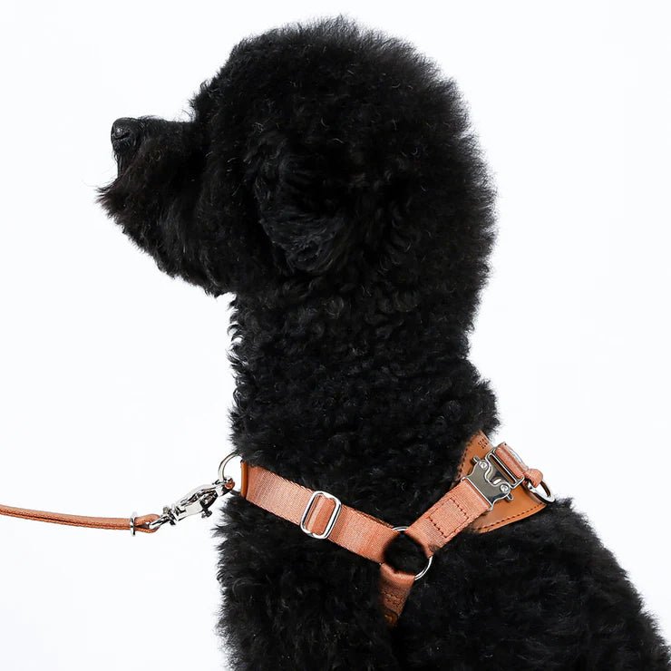 HOZI Harness Horsebit Harness - PET