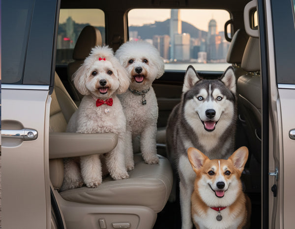 A cheerful dog being safely unloaded from the vehicle at its destination.